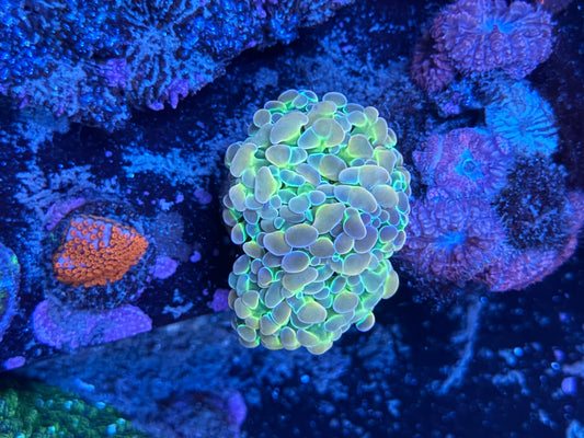 Hammer- Holy Grail Rainbow Hologram