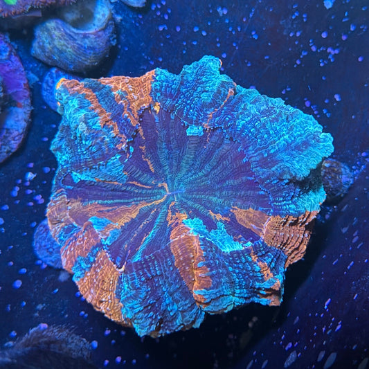 Acanthophyllia - "Meat Coral"