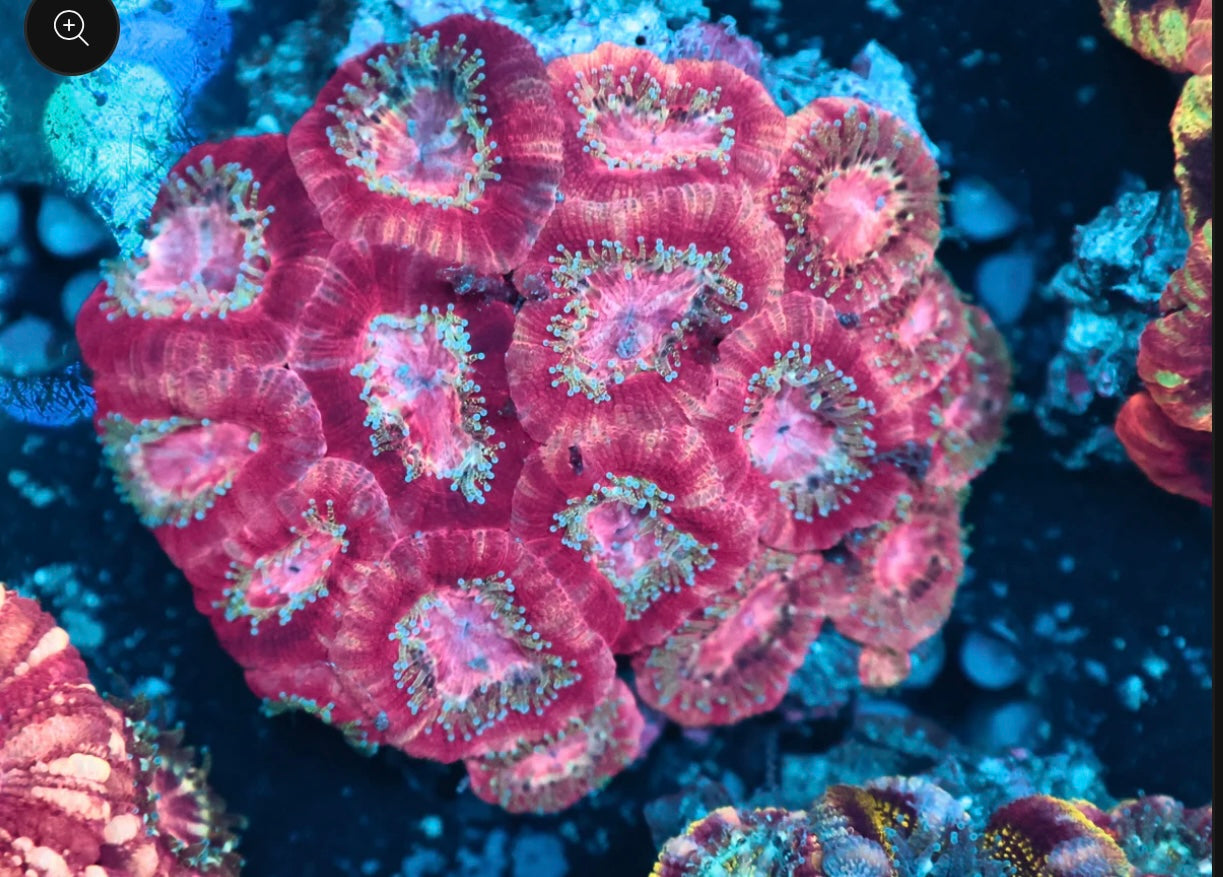 Pink Acan