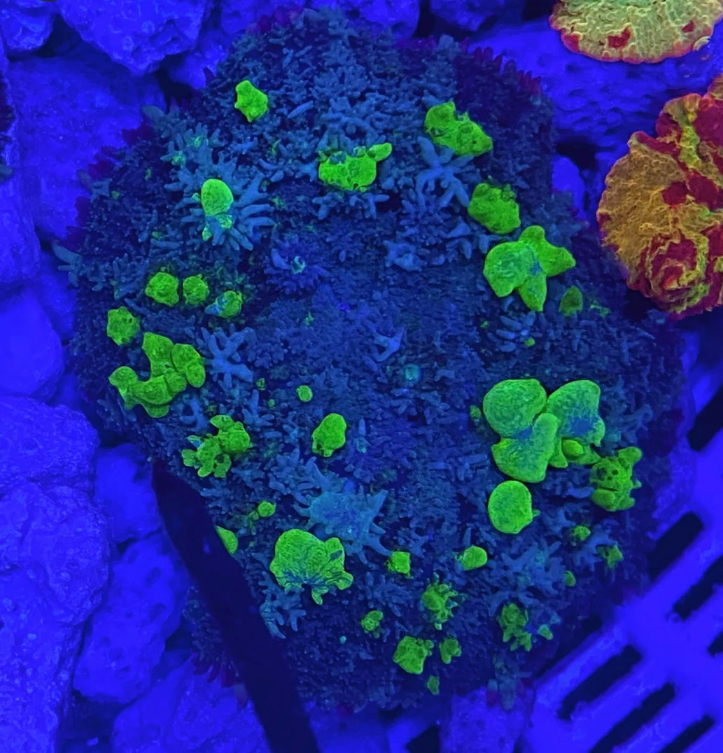 Mushroom - Biohazard Bounce