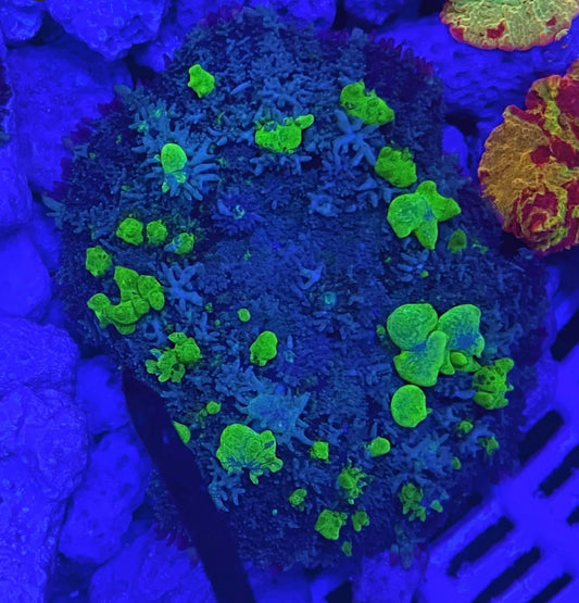 Mushroom - Biohazard Bounce