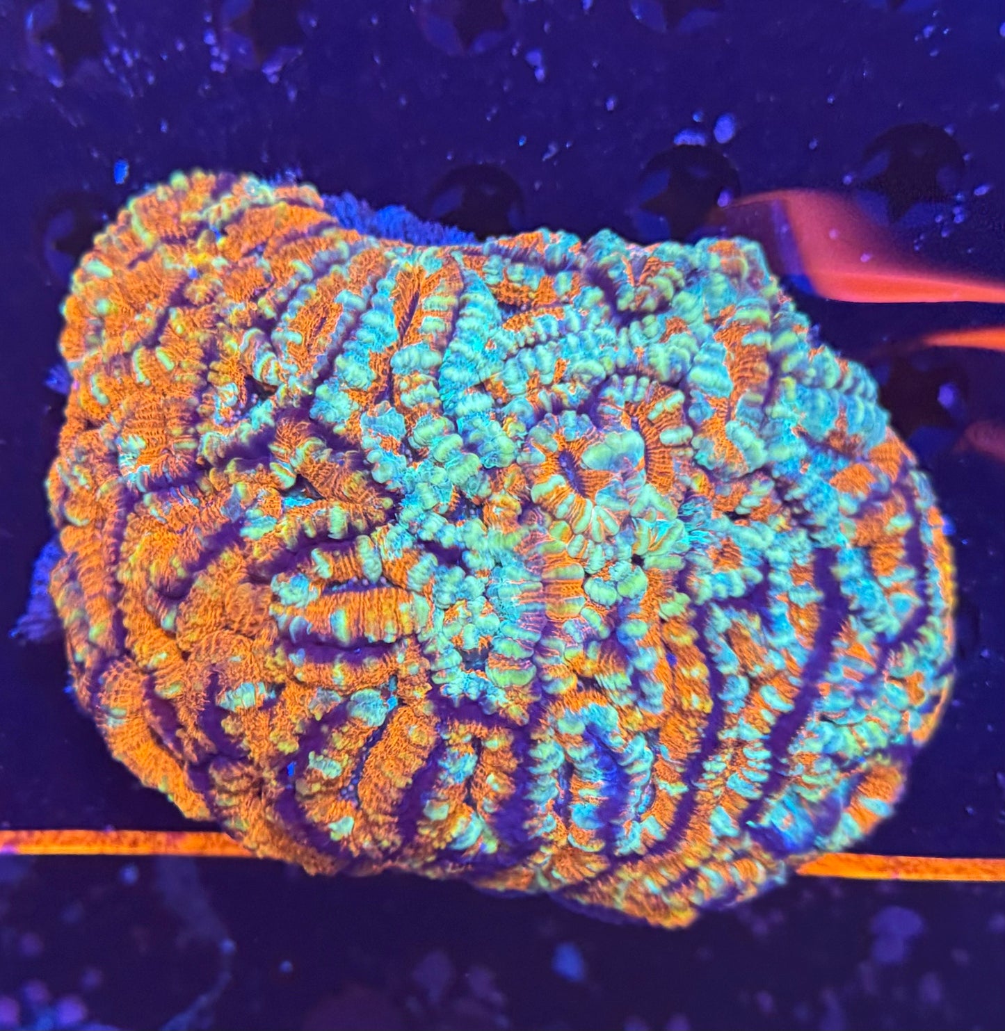 Acan Wilsoni Colony - PICTURE IS OF MOTHER COLONY: ONLY SELLING SINGLE HEADS