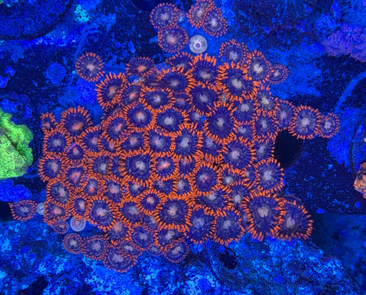 Zoa