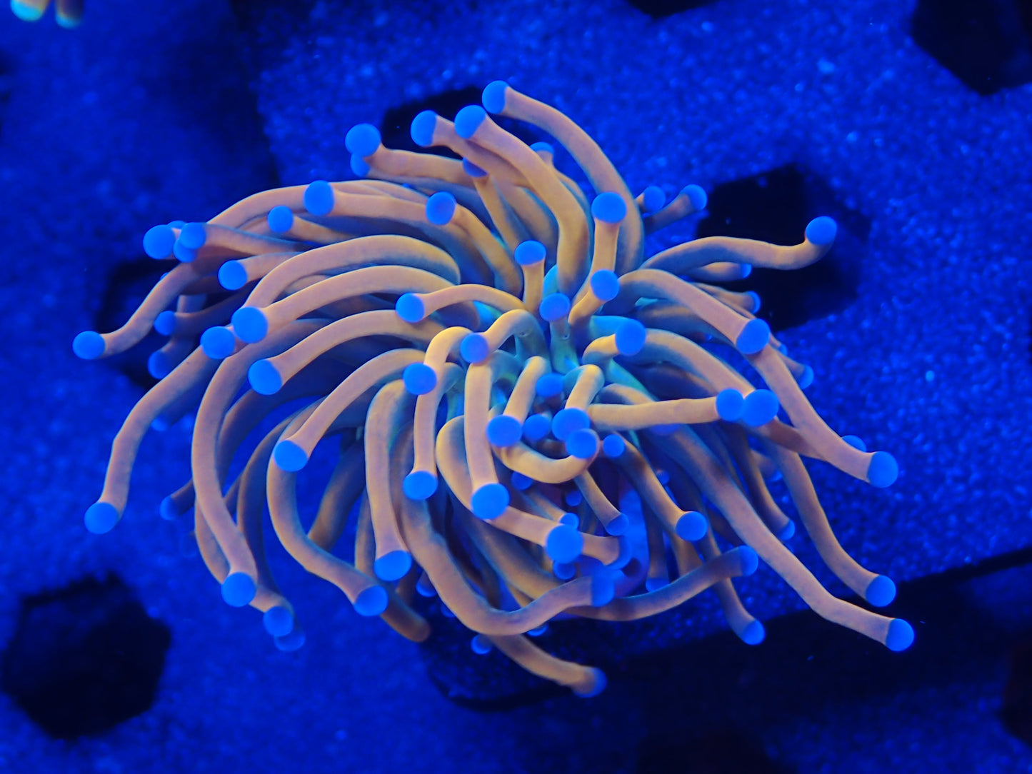 Torch - Malaysian Gold