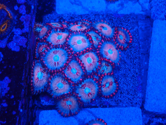 Zoa - White Zombie