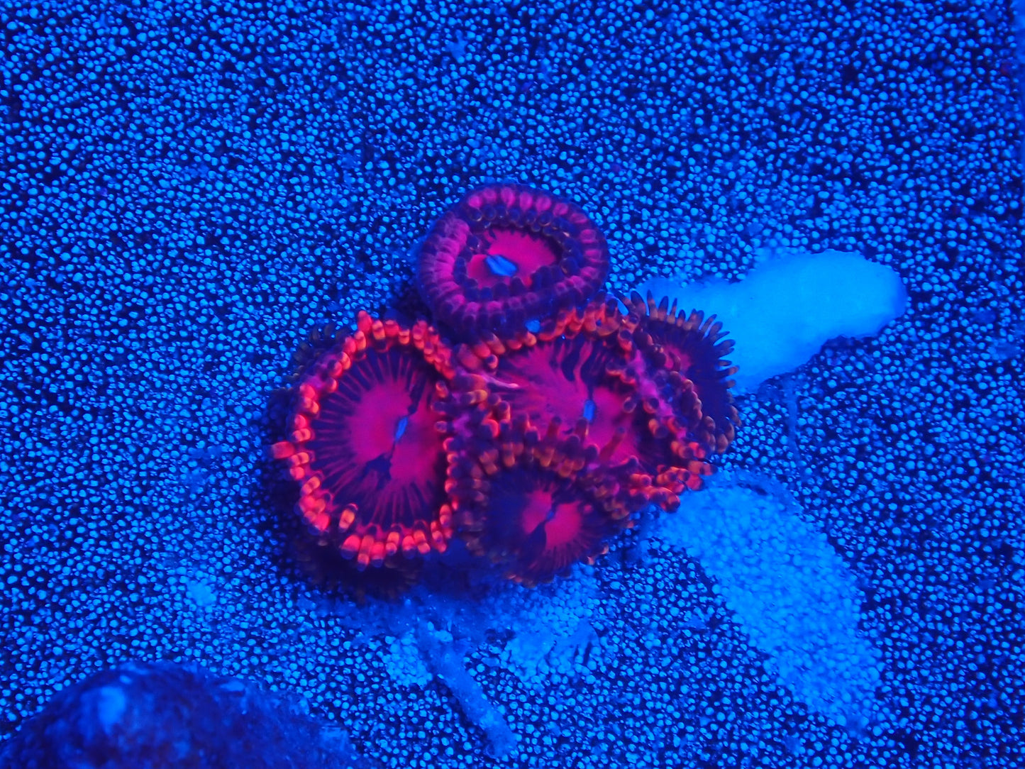 Zoa - Aphrodite zoa