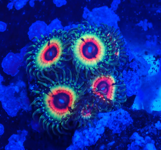 Zoa - Little shop of horror