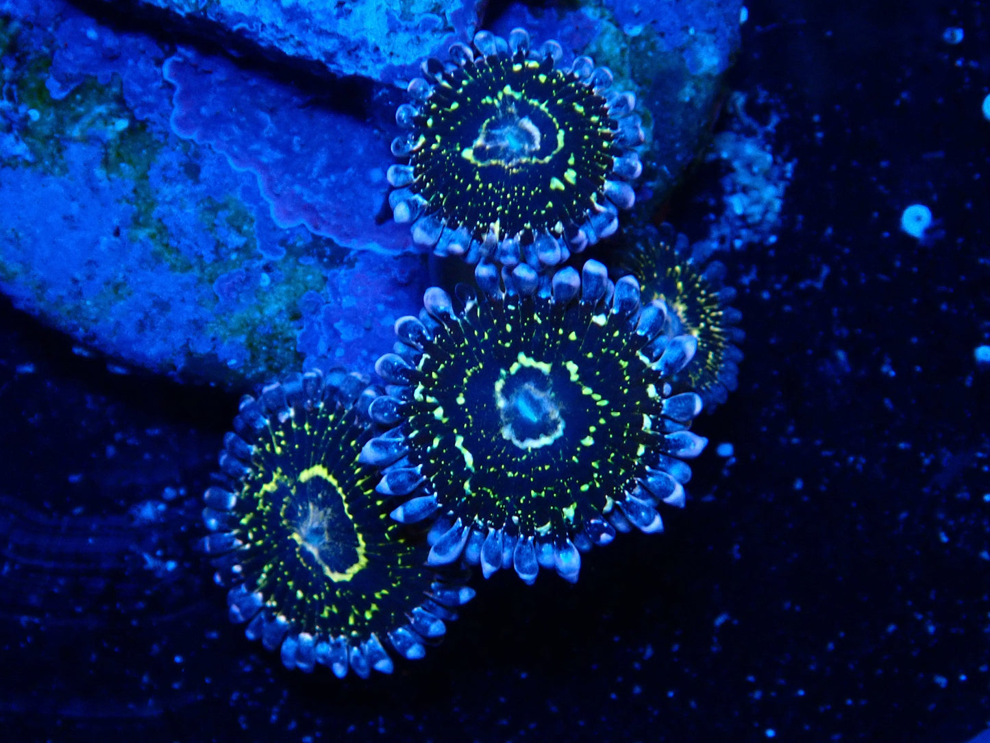 Stratosphere Zoa