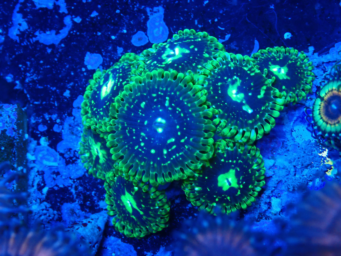 Zoa - exosphere zoa