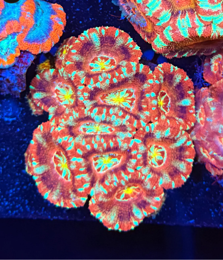 Asian Acan